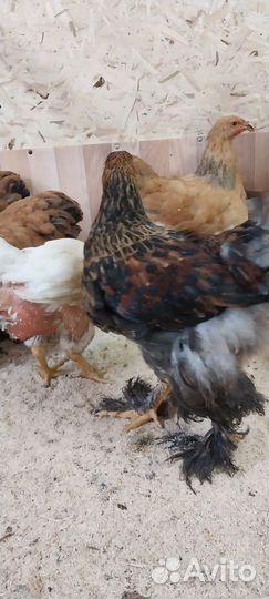 Продам петушка Брама