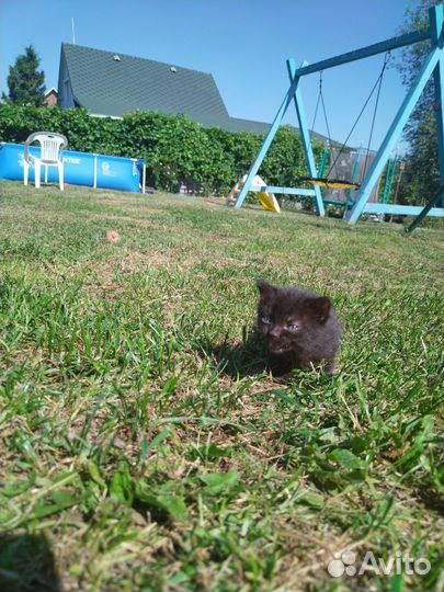 2 котенка мальчика