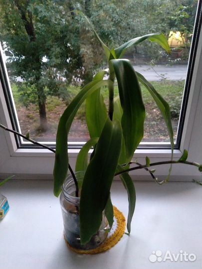 Растение золотой ус