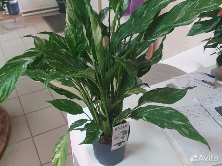 Спатифиллум Даймонд