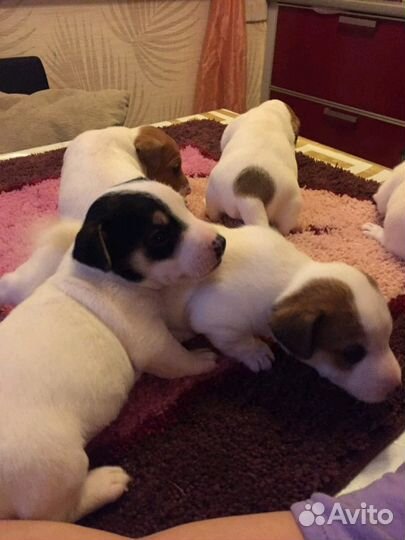 Кобель Джек Рассел терьера (вязка)