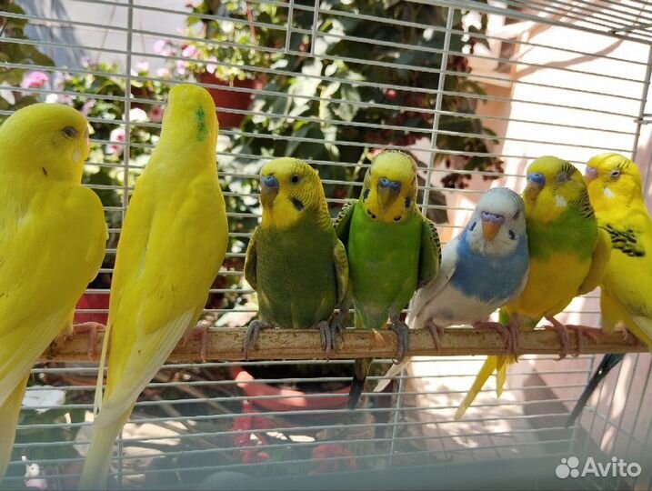 Волнистый попугай молодые