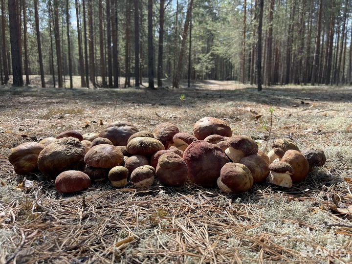 Белые грибы свежие