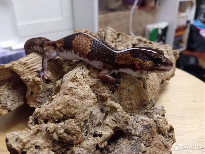 Гемитеконикс Африканских толстохвостый геккон
