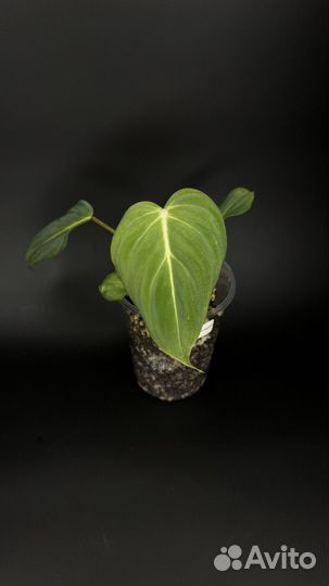 Филодендрон глориозум