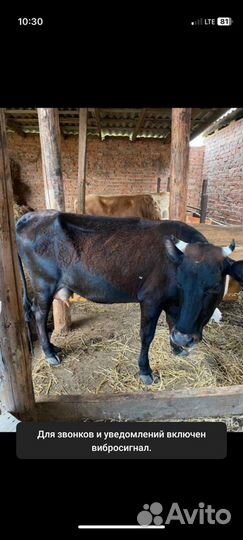 Коровы и бычки