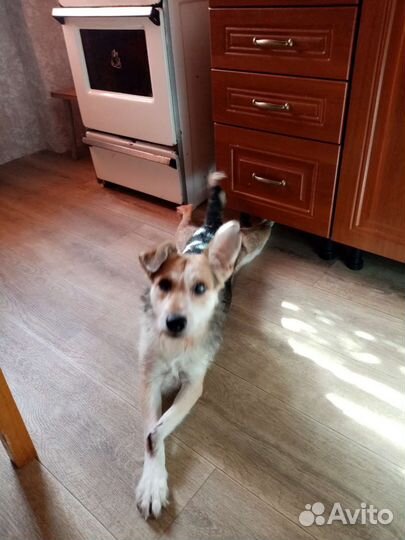 Фокстерьер