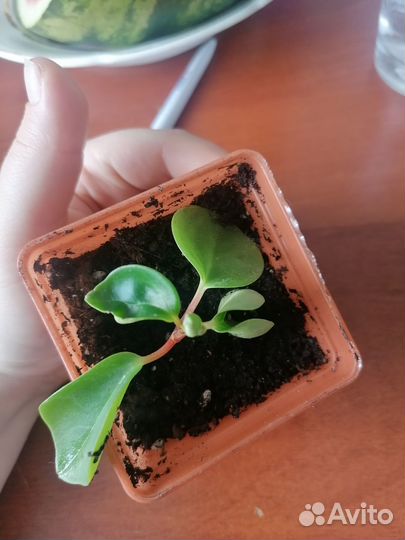 Пеперомия круглолистая