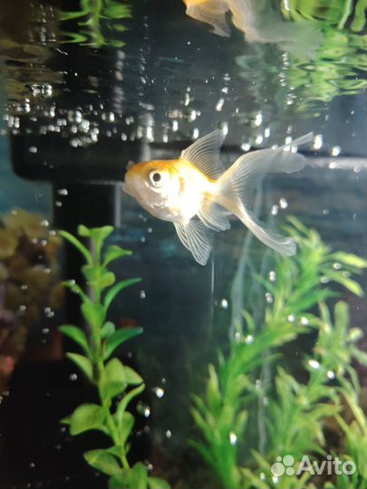 Золотая рыбка