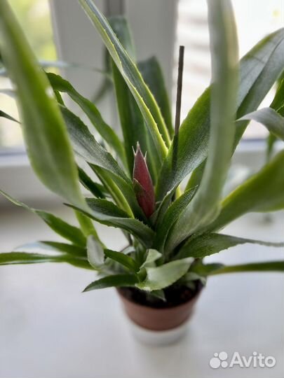 Бильбергия