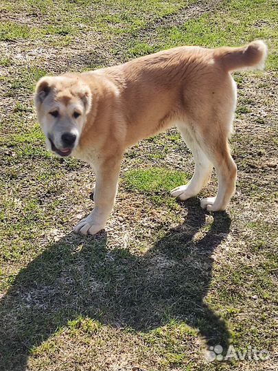Среднеазиатская овчарка алабай щенки