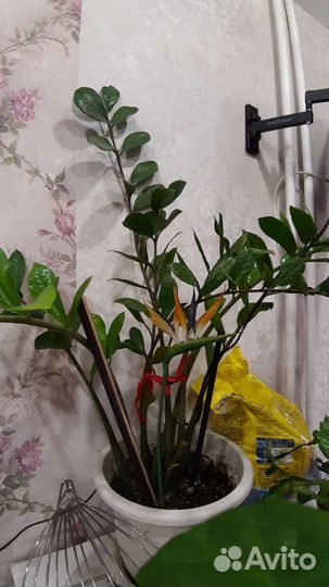 Долларовое дерево