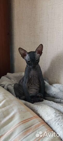 Котята сфинкс
