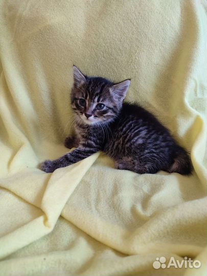 Котëнок Джэк ищет дом