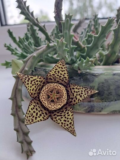 Флорариум. Разные виды суккулентов