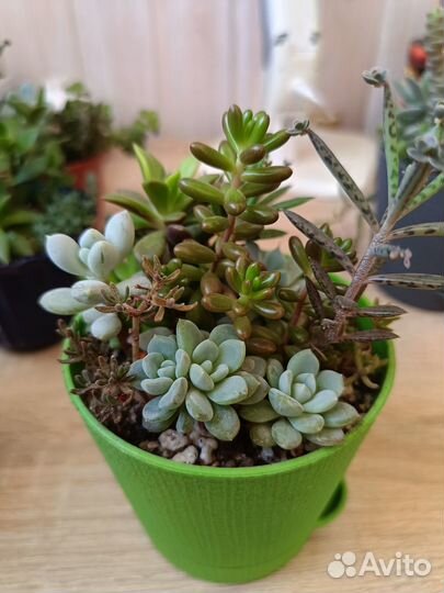 Суккуленты композиции