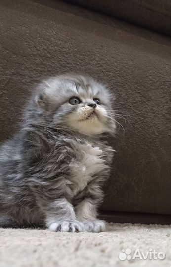 Шотландские котята