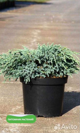 Можжевельник 