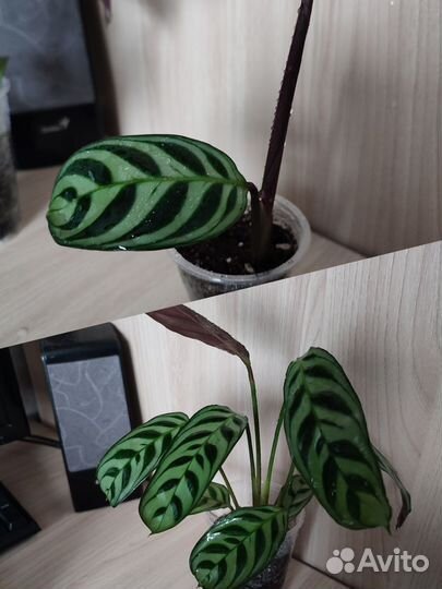 Комнатные цветы