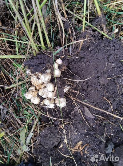 Растение Топинамбур клубни