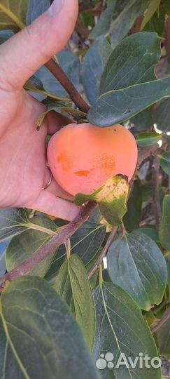 Саженцы хурмы 