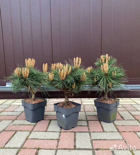 Сосна Пьерик Брегон