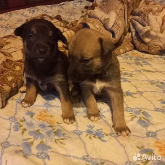 Щенки стаффорда