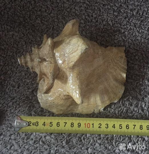 Ракушка морская