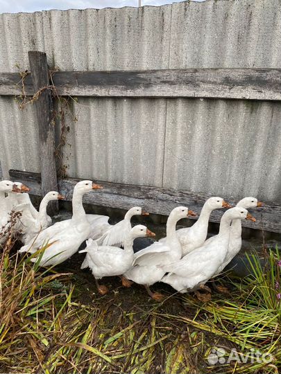 Гуси и Козы