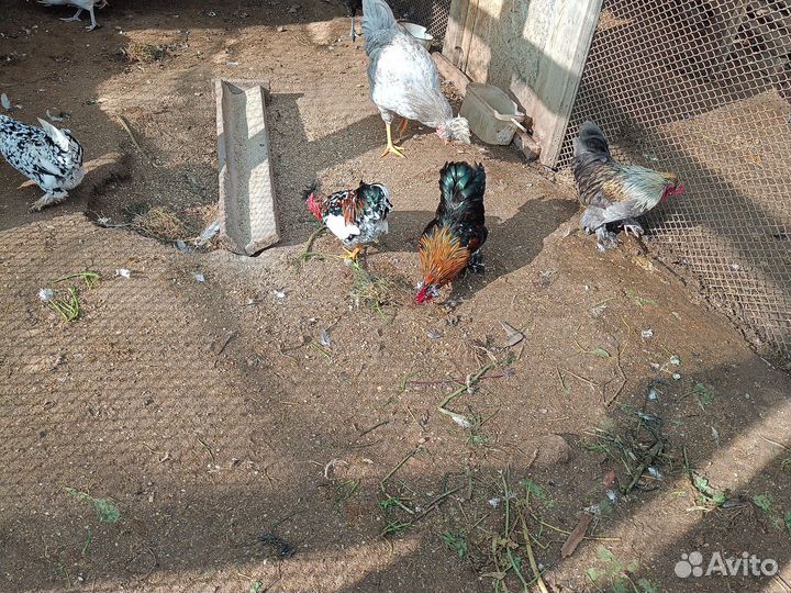 Петушки бентамки