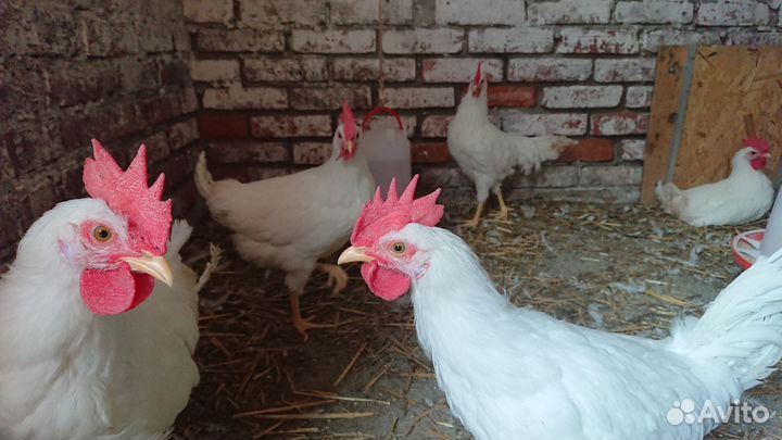 Петушки леггорн белый стандарт