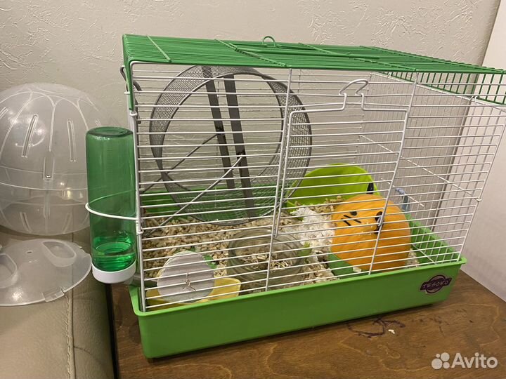 Сирийский хомяк