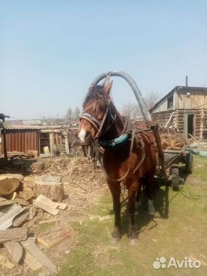 Мерен 7 лет со сбруей и бричкой