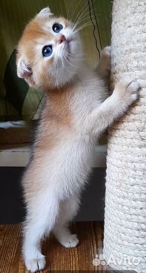 Золотой вислоухий мальчик. Ny 12 Питомник