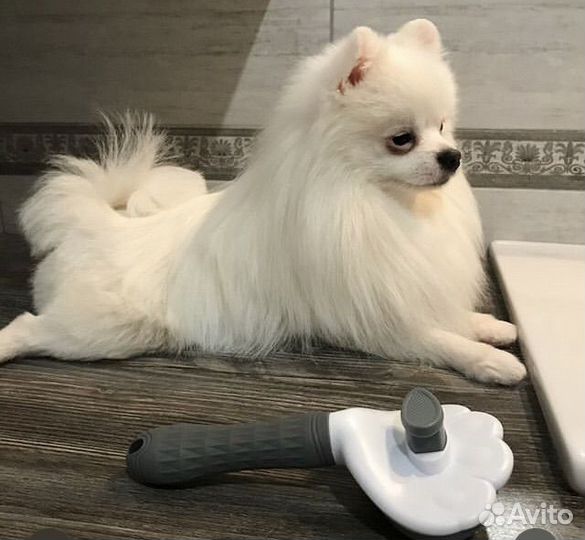 Вязка померанчкий шпиц белый