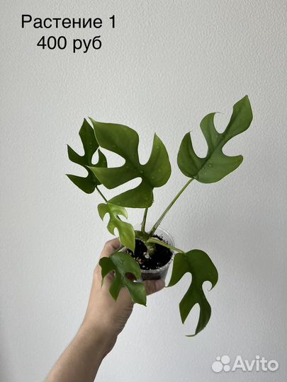 Монстера минима (рафидофора)