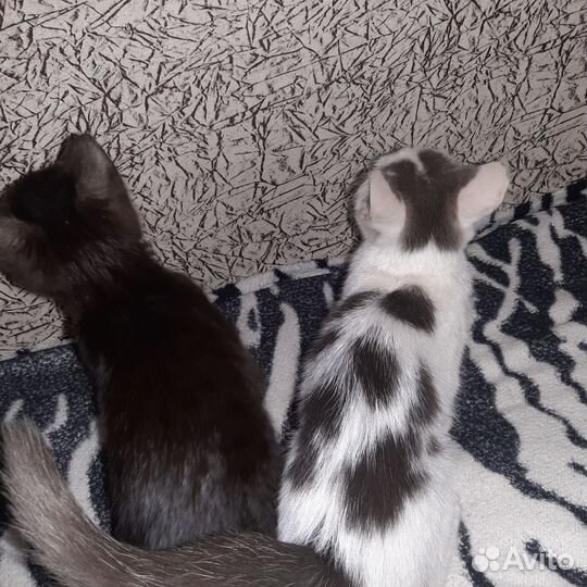 Котята в добрые руки бесплатно