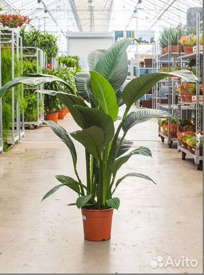 Комнатные цветы в дар Уфимскому хоспису примем