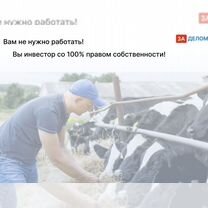 Животноводческое агентство в городе, Душанбе