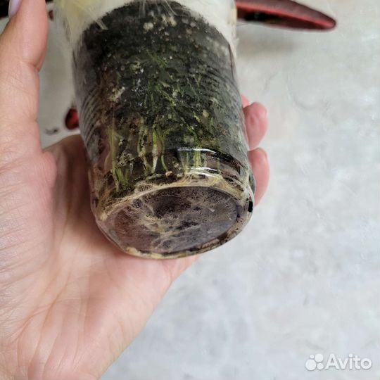 Кротоны сортовые