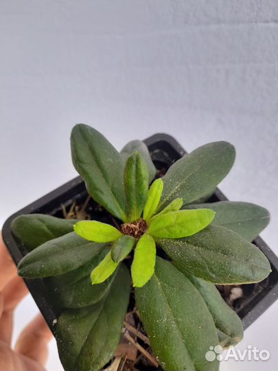 Азалия комнатная