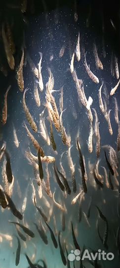 Малек форели