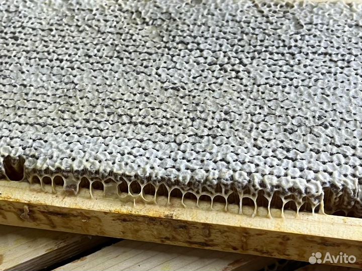 Сотовый мед оптом свежий сбор