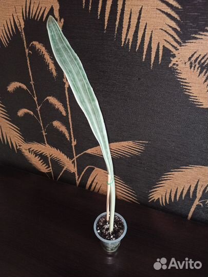 Сансевиерии