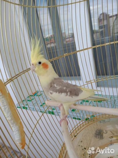 Попугай Кареллы птенчики