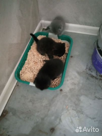 Шотландскийе котята