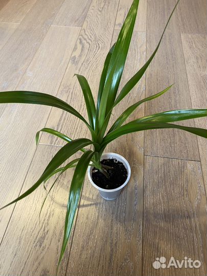 Панданус (Пандан, Винтовая пальма)