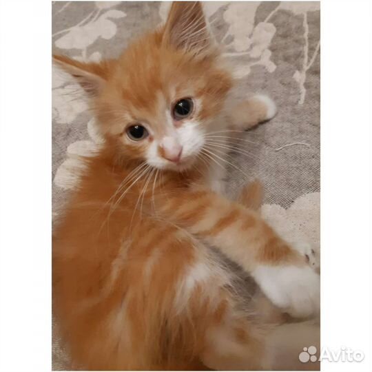 Котёнок мальчик в поисках дома