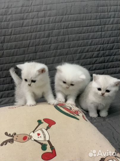 Британские котята