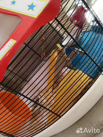 Хомяк с клеткой